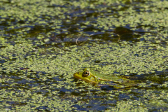 IMG_7284
