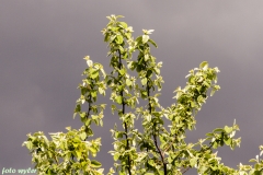 Apfelbaum_01