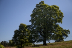 Eiche_01