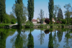 Pappel_01