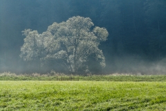 Weide_01