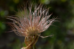 Alpenrose_01