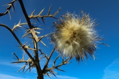 Distel_01