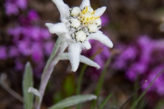 Edelweiss_01