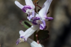 Fest Knolliger Lerchensporn_01