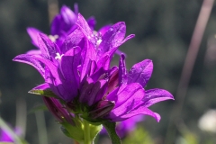 Glockenblume_01