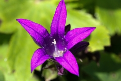 Glockenblume_02