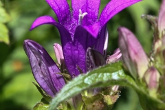 Glockenblume_03
