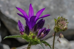 Glockenblume_04