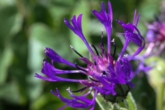 Kornblume_01