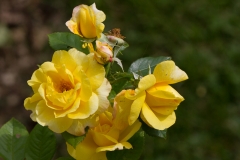 Rose_01