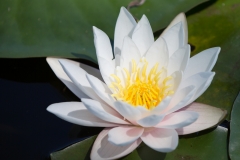 Seerose_01