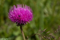 Stachelblume_01