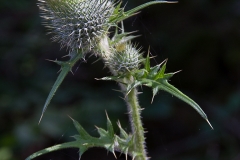 Stachelblume_02