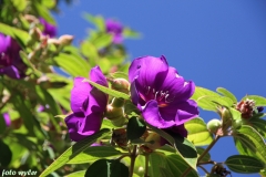 Tibouchina_01