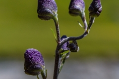 blauer Eisenhut_01