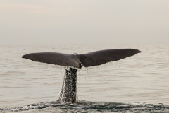 2013.03.15-18.14-Kaikoura