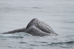 2013.03.15-18.29-Kaikoura