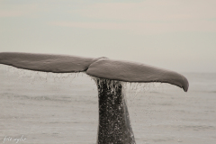 2013.03.15-18.31-Kaikoura