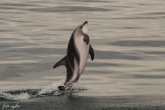 2013.03.15-18.50-Kaikoura