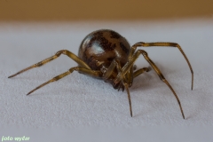 Spinne_01