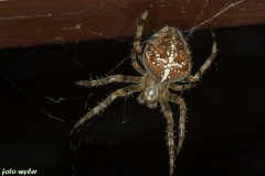 Spinne_02