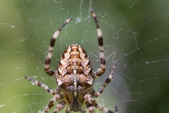 Spinne_03