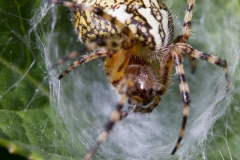Spinne_04