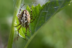 Spinne_05