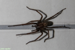 Spinne_06