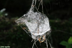 Spinnennetz_02