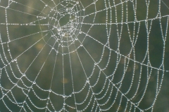Spinnensetz_01