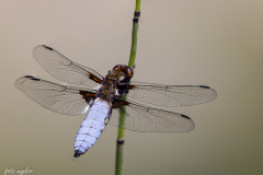 FWY11649_Stack_3