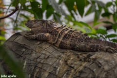 Schwarzer Leguan_01