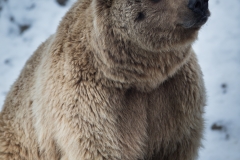 Bär_01