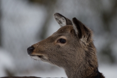 Hirsch_01