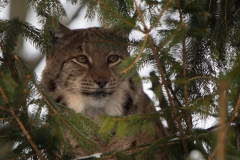Luchs_01