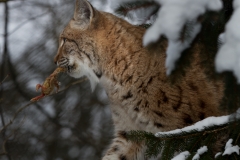Luchs_02