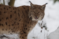 Luchs_03
