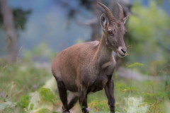 Steinbock_01