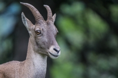 Steinbock_02