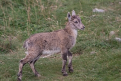 Steinbock_03