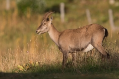 Steinbock_04