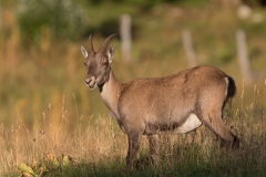 Steinbock_05