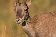 Steinbock_06