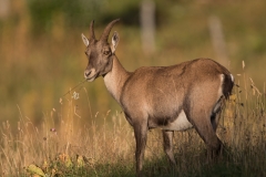 Steinbock_07