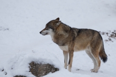 Wolf_01