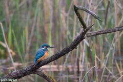 Eisvogel_01