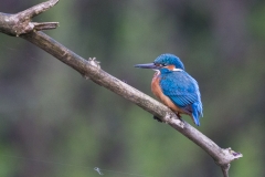 Eisvogel_02