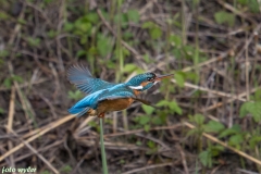 Eisvogel_03